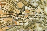 5.8" Petrified Wood (Araucaria) Slab - Madagascar  - #131480-1